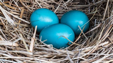 mavi renkli yumurta
